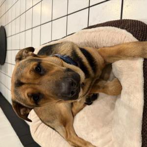 Found Dog unknown