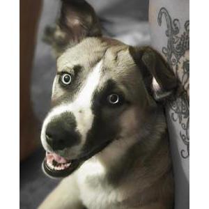 Lost Dog Quinn