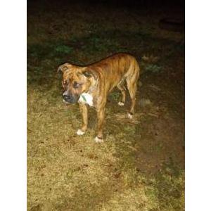 Lost Dog Max
