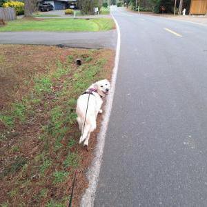 Lost Dog Rain