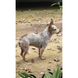 Lost Dog Precious