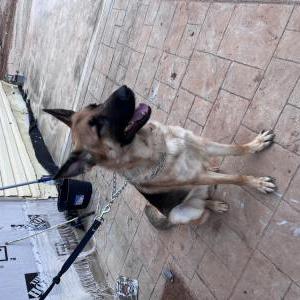 Lost Dog 15 ( Quince)