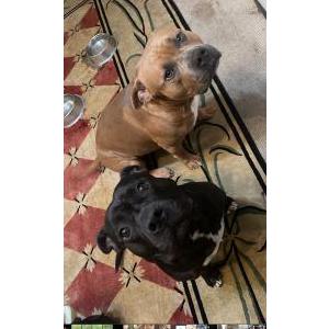 Lost Dog Zeus and thor