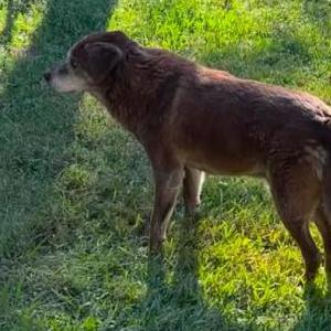 Lost Dog Max