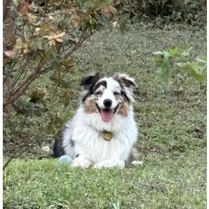 Lost Dog Zombie