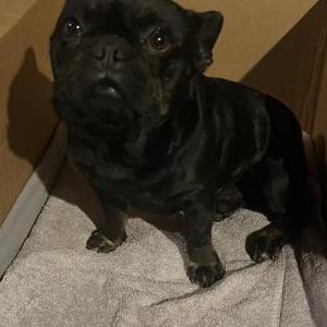 Found Dog Unknown