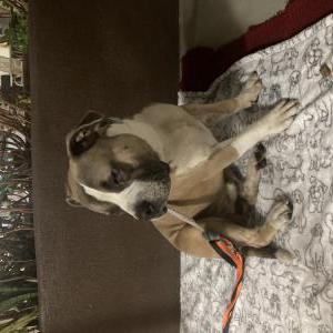 Found Dog Unsure