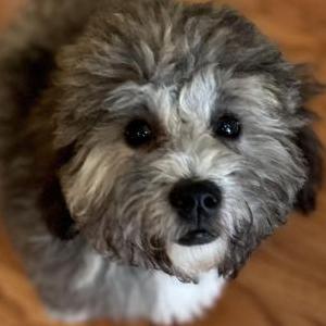 Lost Dog Pickles