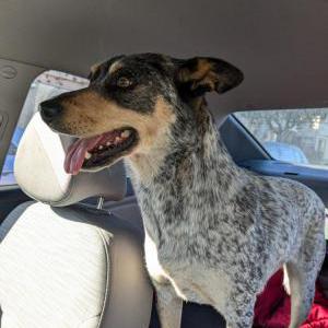 Found Dog Unknown