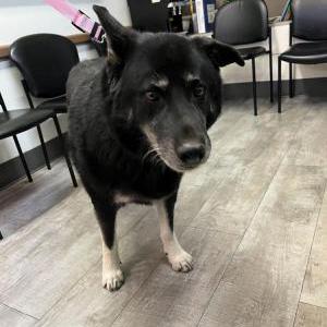 Found Dog unknown