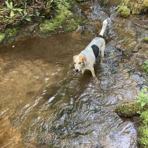 Lost Dog Charlie