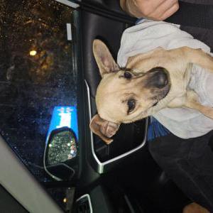 Found Dog Unknown