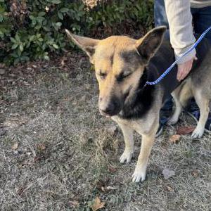 Found Dog Unknown