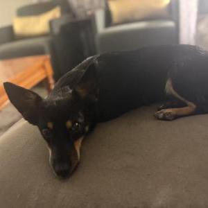 Found Dog Unknown