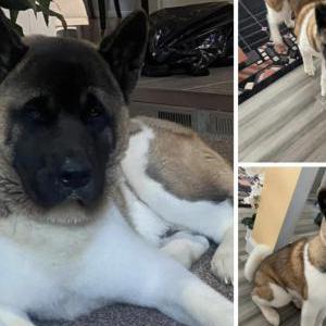Lost Dog Beau