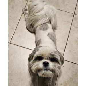 Lost Dog OREO