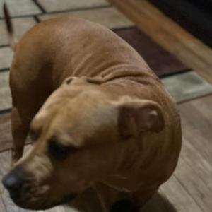 Image of Bella, Lost Dog