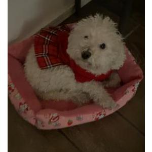 Lost Dog Lola