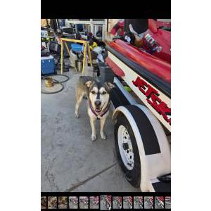 Lost Dog Riplie