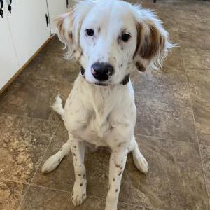 Lost Dog Penny