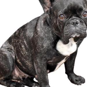 Lost Dog Mushie