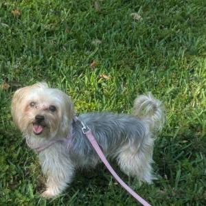Image of Eevee, Lost Dog