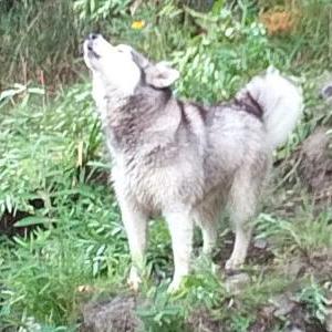 Lost Dog Heyoka