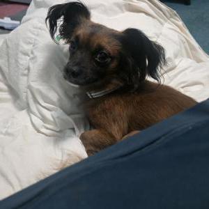 Found Dog Unknow