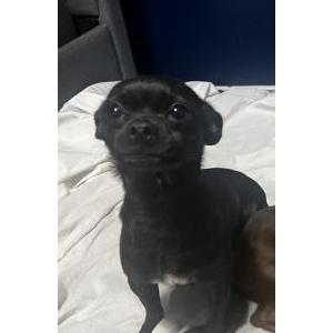 Lost Dog Blackie