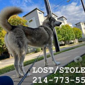 Lost Dog Maximus