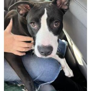 Image of Unknown, Found Dog