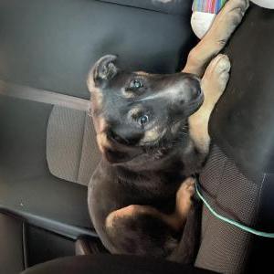 Found Dog Unknown