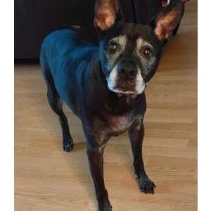 Image of Toby, Lost Dog