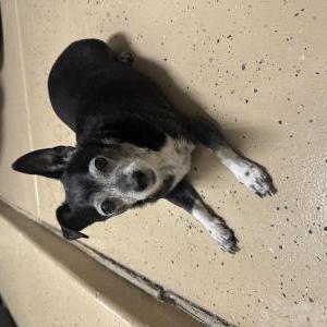Found Dog Unknown