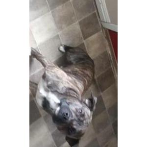Image of Morgan, Lost Dog