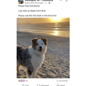 Lost Dog Benny