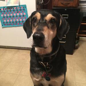 Lost Dog Boomer