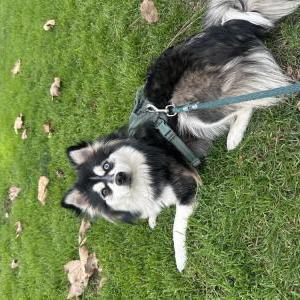 Found Dog Unknown