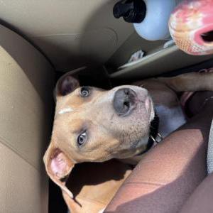 Lost Dog Rubie
