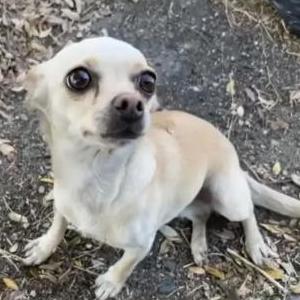 Lost Dog Lina