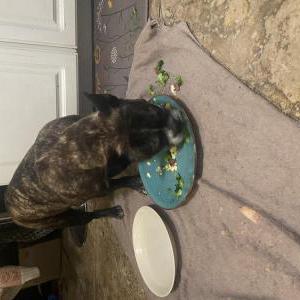 Found Dog Unknown