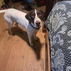 Lost Dog Sam