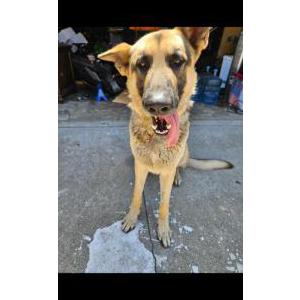 Lost Dog Lucky