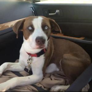 Lost Dog Cali
