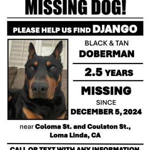 Lost Dog Django
