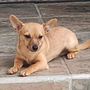 Lost Dog Bruno