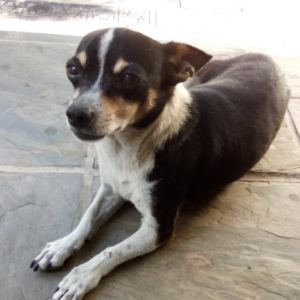 Lost Dog Rascal