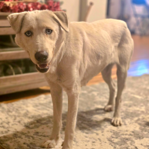 Found Dog unknown