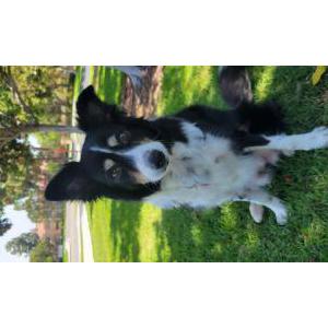 Lost Dog Bailey