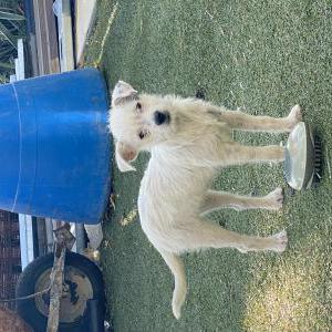 Lost Dog Minnie